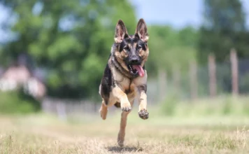 Die 10 beliebtesten Hunderassen der Deutschen
