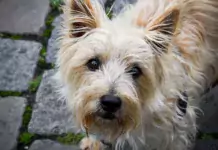 Cairn Terrier: Der mutige kleine Jäger aus Schottland