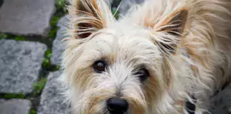 Cairn Terrier: Der mutige kleine Jäger aus Schottland