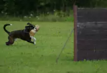 Die Vorteile von Hundesportarten und wie sie die Bindung stärken.