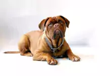 Die Bordeauxdogge: Ein sanfter Riese mit beeindruckendem Charisma