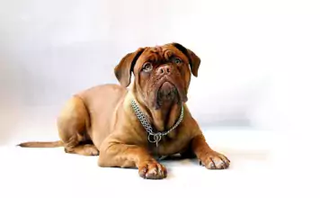 Die Bordeauxdogge: Ein sanfter Riese mit beeindruckendem Charisma