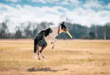 Die besten Möglichkeiten, um Ihren Hund geistig zu beschäftigen.