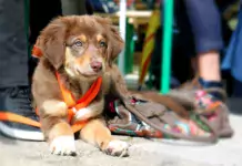 Hundeausrüstung: Die Must-haves für Hundehalter.