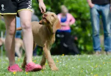 Hundeschulen: Worauf Sie bei der Auswahl achten sollten.