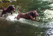 Der Chesapeake Bay Retriever: Ein einzigartiger und treuer Begleiter
