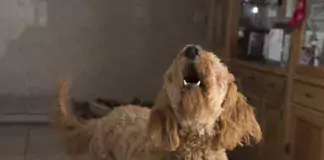 Die besten Methoden, um einen übermäßig bellenden Hund zu beruhigen.