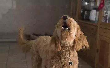 Die besten Methoden, um einen übermäßig bellenden Hund zu beruhigen.