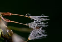 Wilde Tiere und ihre Rolle in der Verbreitung von Samen durch Wasser