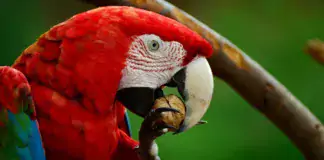 Roter Papagei im Porträt