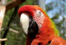 Die erstaunliche Anpassung von Tropenvögeln an das Leben im Regenwald.