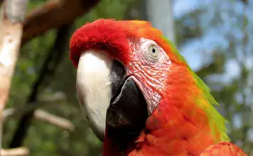 Die erstaunliche Anpassung von Tropenvögeln an das Leben im Regenwald.