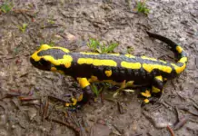 Die besten Terrarientiere für Menschen mit Platzmangel