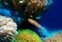 Die Auswahl von Fischen für ein Riffaquarium