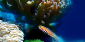 Kleiner Fisch schwimmt zwischen Korallen