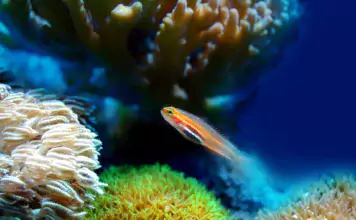 Die Auswahl von Fischen für ein Riffaquarium