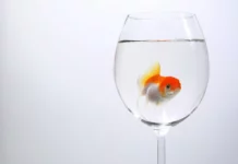 Aquarienvergrößerung: Der Wechsel zu einem größeren Aquarium