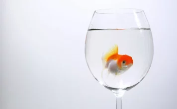 Aquarienvergrößerung: Der Wechsel zu einem größeren Aquarium