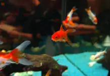 Die besten Methoden zur Kontrolle von Nitrit im Aquarium