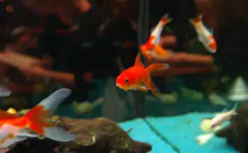 Die besten Methoden zur Kontrolle von Nitrit im Aquarium