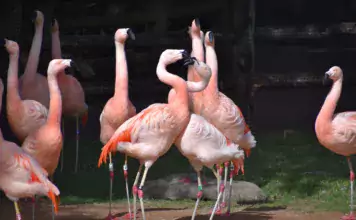 Das Verhalten von Wildtieren in der Paarungszeit