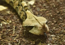 Terraristik als Beitrag zur Bekämpfung von Schädlingen