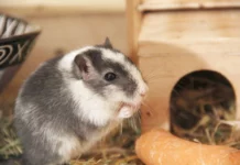 DIY-Ausstattung für Rennmäuse: Kletterwände, Höhlen und Laufräder selbst gemacht