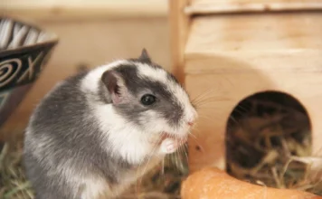 DIY-Ausstattung für Rennmäuse: Kletterwände, Höhlen und Laufräder selbst gemacht