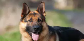 Deutscher Schäferhund im Porträt