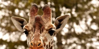 Giraffe schaut zwischen Ästen hervor