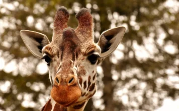 Wilde Tiere und ihre Anpassung an Lebensräume in der Savanne