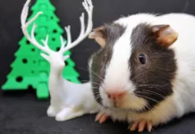 Die besten Geschenkideen für Kleintierbesitzer: Praktische und originelle Geschenke