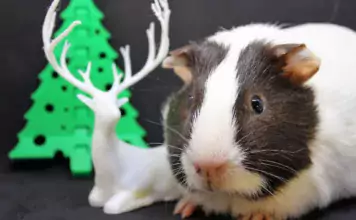 Die besten Geschenkideen für Kleintierbesitzer: Praktische und originelle Geschenke