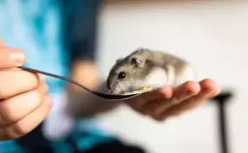 Haustiere für das Büro: Kleintiere, die sich als Bürobewohner eignen