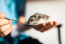 Aktivitäten mit deinem Hamster: Tipps für Spaß und Beschäftigung im Alltag