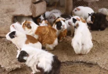 Hamster und Rennmäuse im Zoo: Ihre Rolle in Tierparks und Ausstellungen