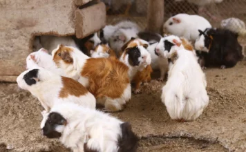 Hamster und Rennmäuse im Zoo: Ihre Rolle in Tierparks und Ausstellungen