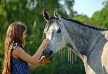 Pferde und ihre besondere Beziehung zu Menschen mit psychischen Herausforderungen und Erkrankungen