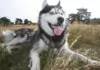 Hundephysiotherapie: Wie sie Ihrem Hund helfen kann.
