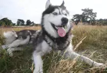 Hundephysiotherapie: Wie sie Ihrem Hund helfen kann.