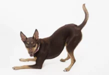 Der Australian Kelpie: Ein faszinierender Arbeitshund aus Down Under