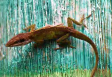 Terraristik und ihre Verbindung zur Kunstgeschichte