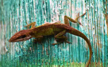 Terraristik und ihre Verbindung zur Kunstgeschichte