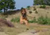 Belgischer Schäferhund: Der treue Begleiter mit vielfältigen Talenten