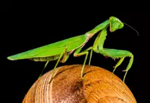 Pflege und Haltung von Gottesanbeterinnen