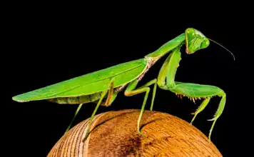 Pflege und Haltung von Gottesanbeterinnen