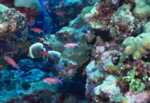 Die Rolle von Calcium im Riffaquarium