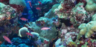 Die Rolle von Calcium im Riffaquarium