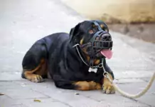 Wie man Hunde auf das Tragen eines Maulkorbs vorbereitet.