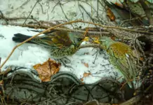 Die erstaunlichen Wanderrouten von Kurzstreckenziehern.